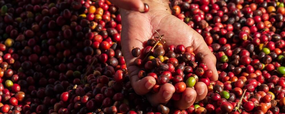 Organik Kahve Nedir? Sağlık ve Lezzetin Buluşma Noktası