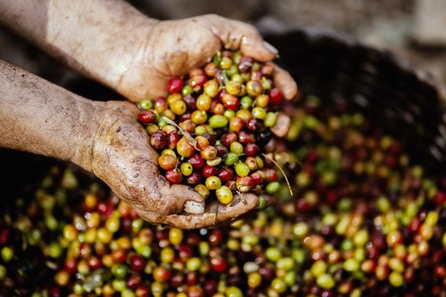 Kahve Çeşitleri: Dünya Aromalarından Seçmeler